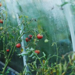 Bilden visar tomater som odlas i ett växthus. Med ett plasttak i uterum kan du enkelt förbättra växthuset med ett kanalplasttak av en polykarbonatskiva.