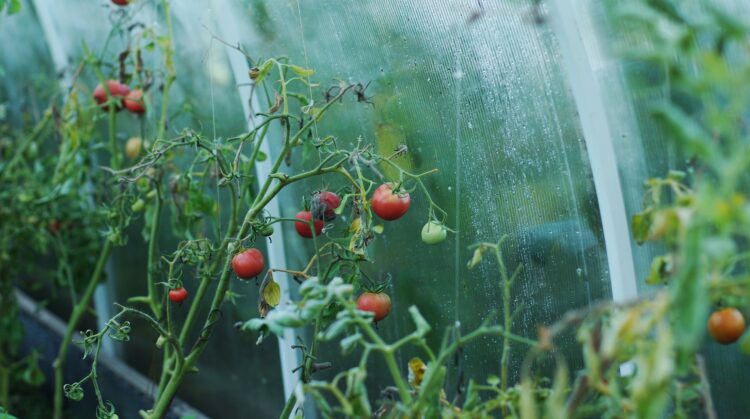 Bilden visar tomater som odlas i ett växthus. Med ett plasttak i uterum kan du enkelt förbättra växthuset med ett kanalplasttak av en polykarbonatskiva.