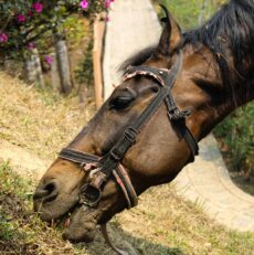 Förbättra Din Hästs Komfort och Prestanda: Sadelinpassning, Sadelprovare och Ryktväskor
